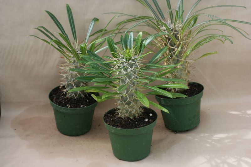 Madagascar Palms